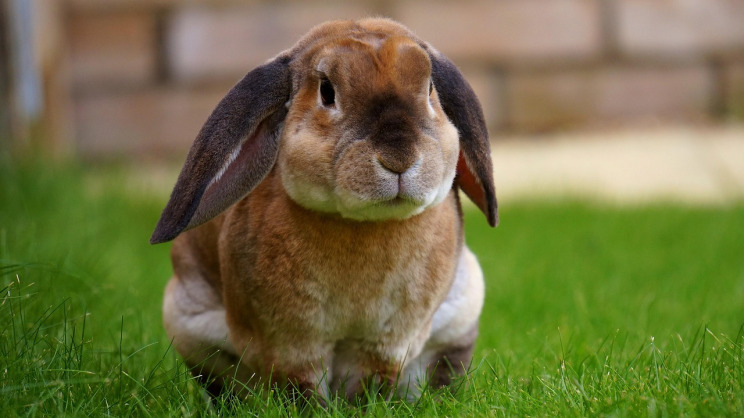 holland lop rabbit