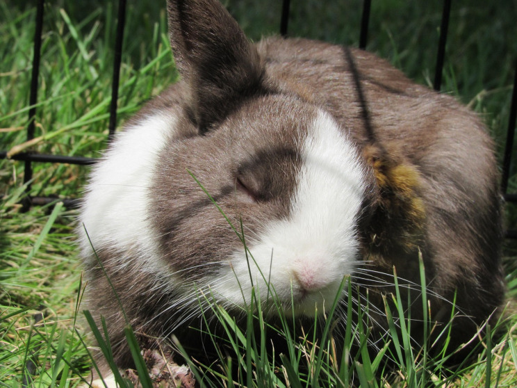 netherland dwarf rabbit