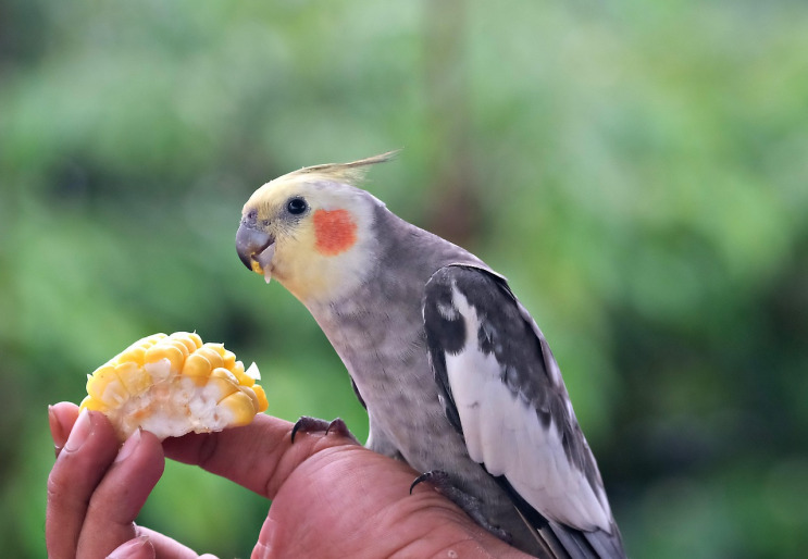 cockatiel parrot