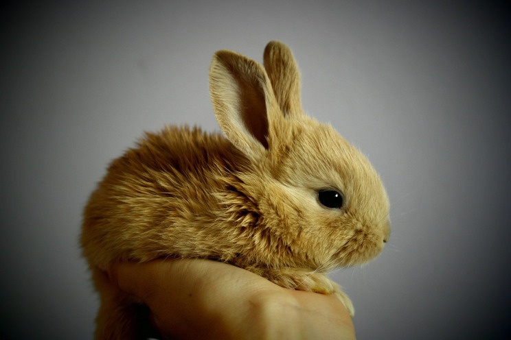 flemish giant rabbit