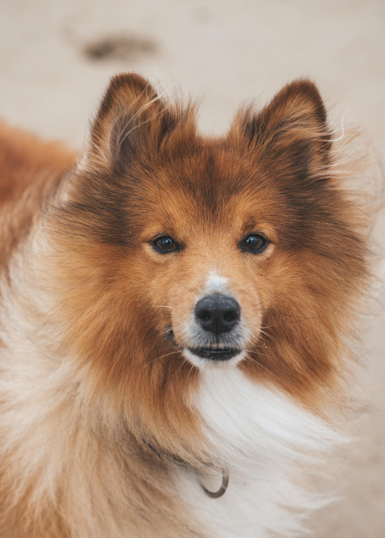 pet accessories