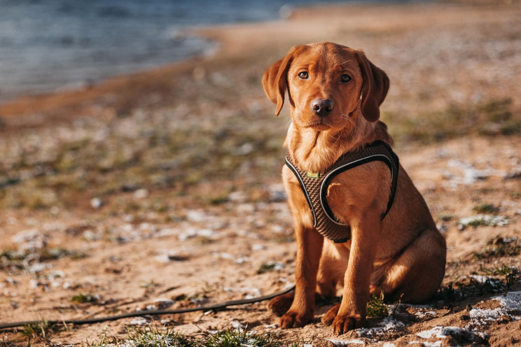 labrador retriever