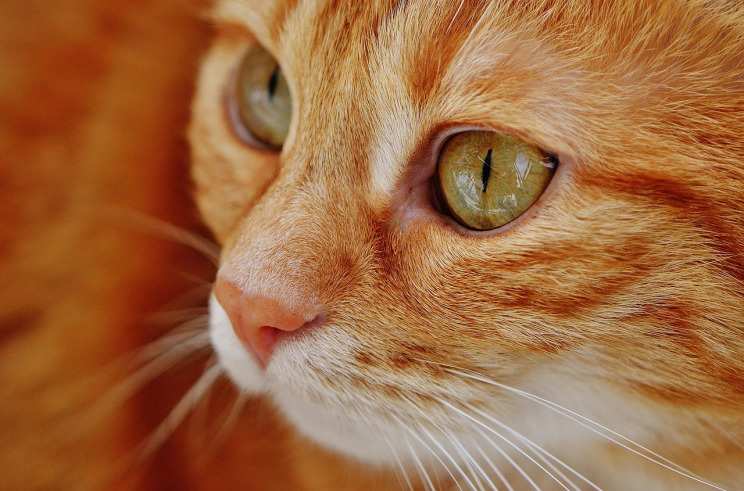 tabby kitten
