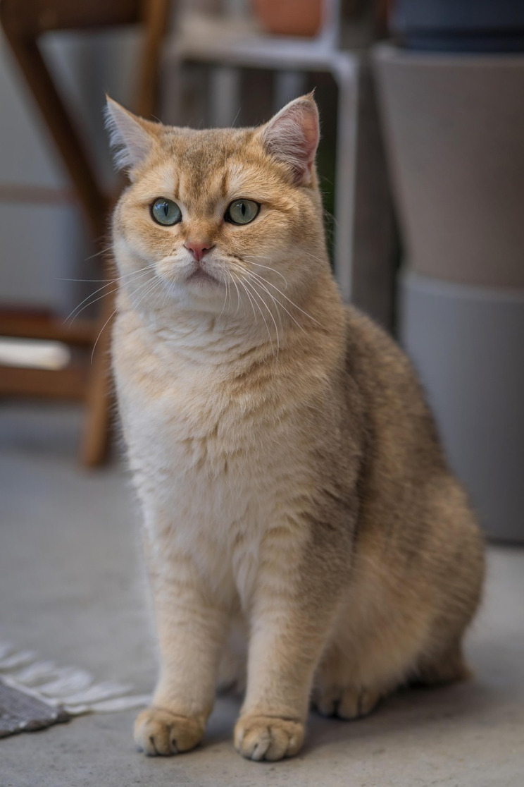 british shorthair