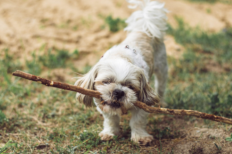 puppy small dog