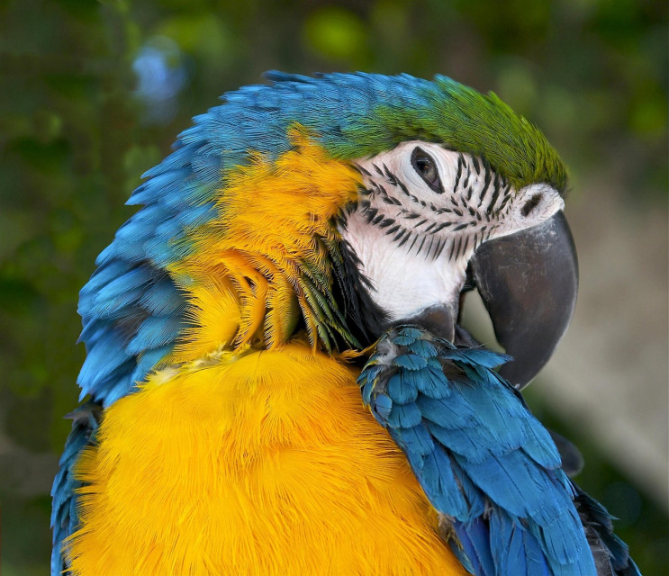 blue and gold macaw